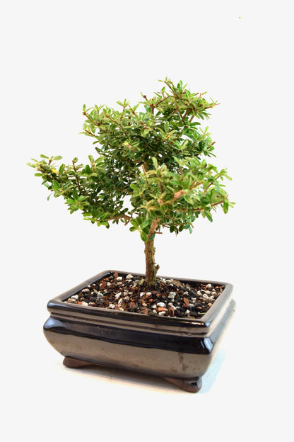 Rare Bahama Berry Bonsai Tree in 6" Ceramic Pot - One of a Kind Bonsai