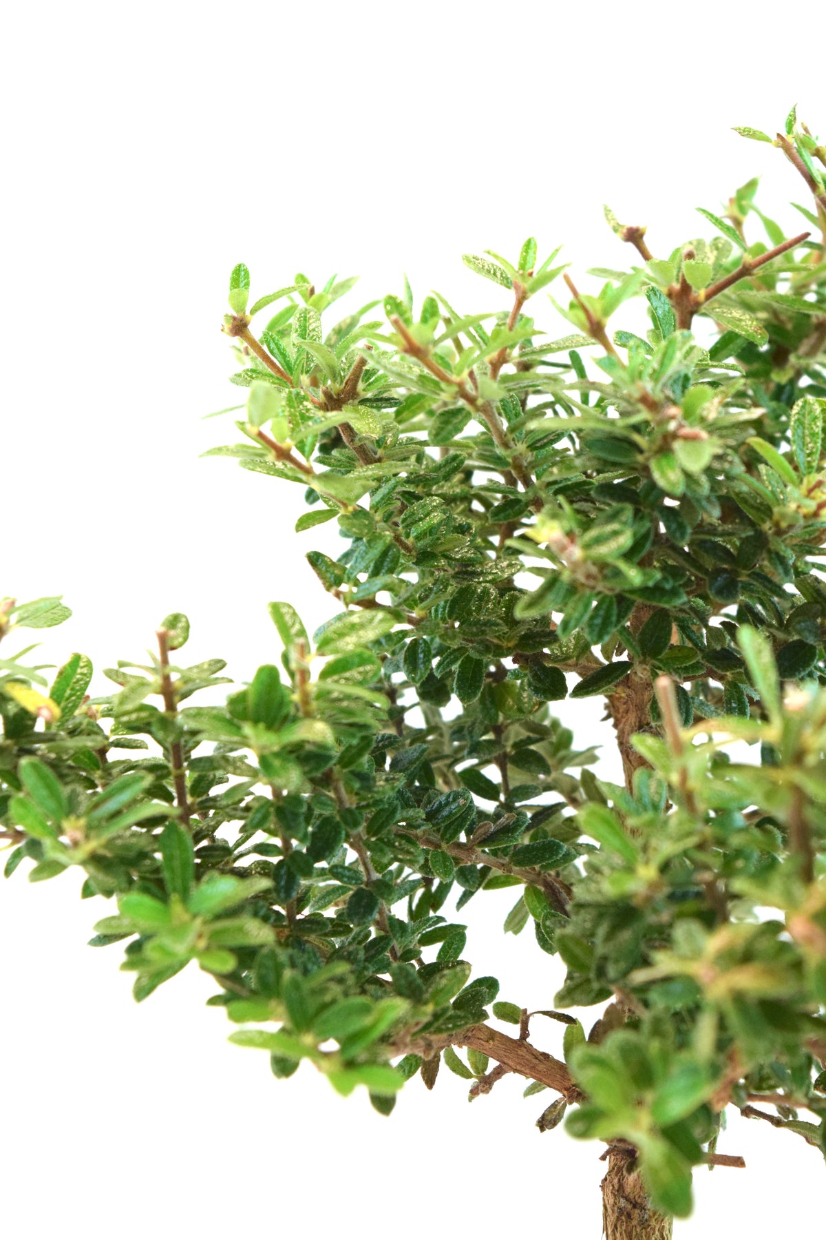 Rare Bahama Berry Bonsai Tree in 6" Ceramic Pot - One of a Kind Bonsai