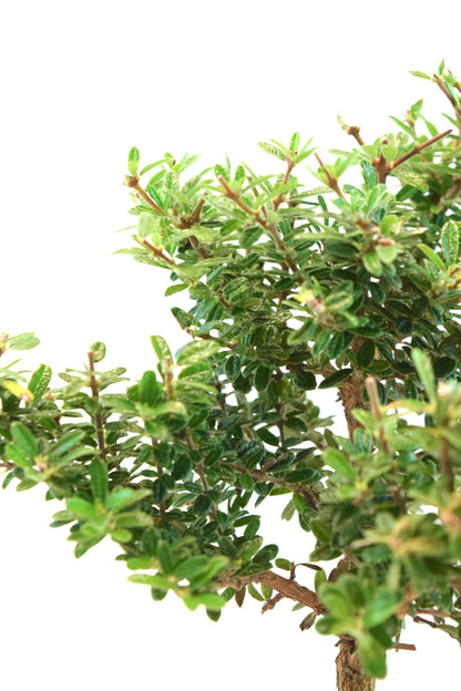 Rare Bahama Berry Bonsai Tree in 6" Ceramic Pot - One of a Kind Bonsai