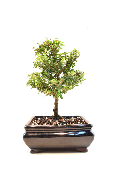 Rare Bahama Berry Bonsai Tree in 6" Ceramic Pot - One of a Kind Bonsai