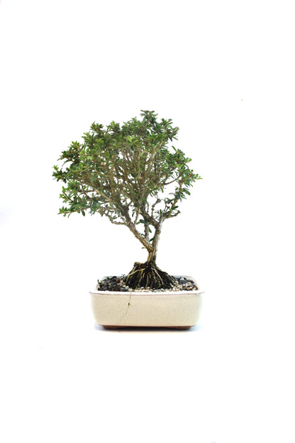 Rare Bahama Berry Bonsai Tree in 6" Ceramic Pot - One of a Kind Bonsai