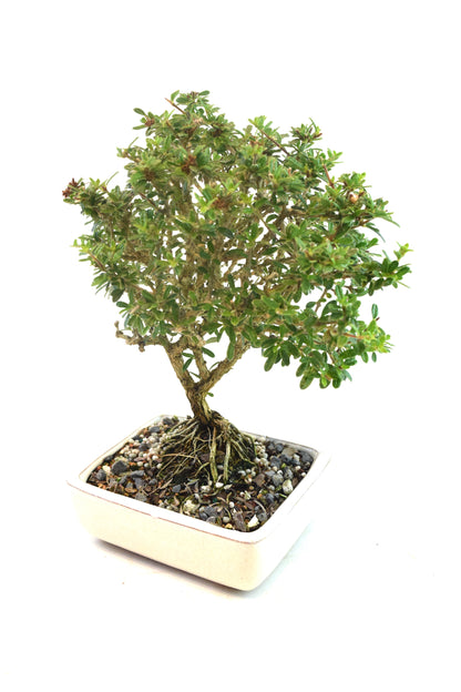 Rare Bahama Berry Bonsai Tree in 6" Ceramic Pot - One of a Kind Bonsai