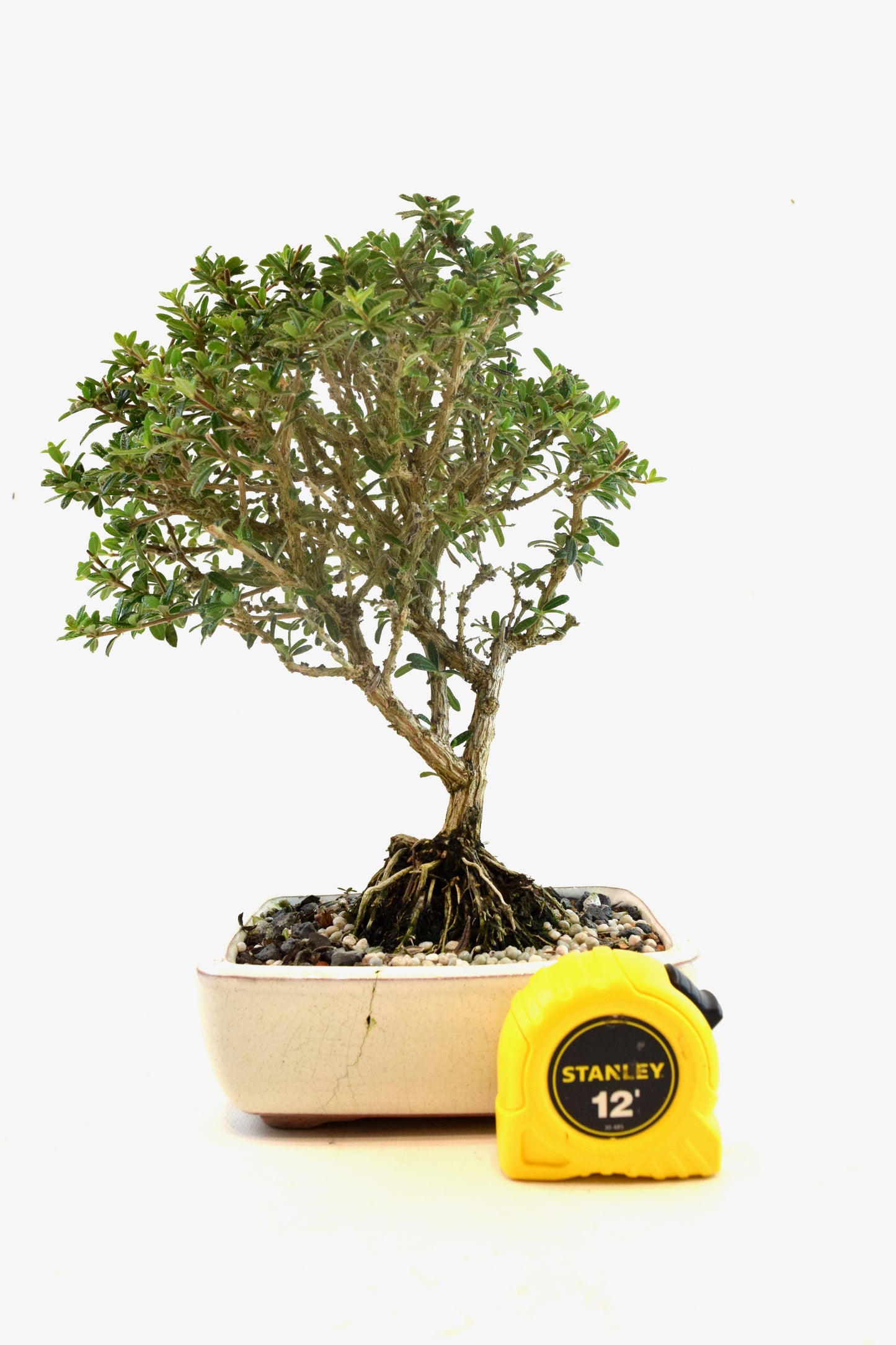 Rare Bahama Berry Bonsai Tree in 6" Ceramic Pot - One of a Kind Bonsai