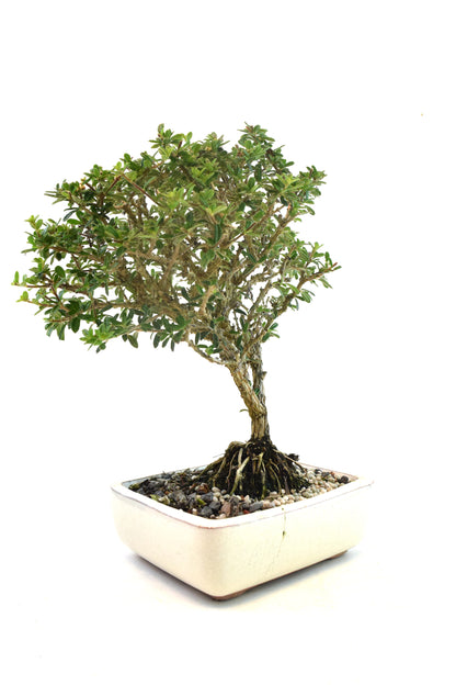 Rare Bahama Berry Bonsai Tree in 6" Ceramic Pot - One of a Kind Bonsai