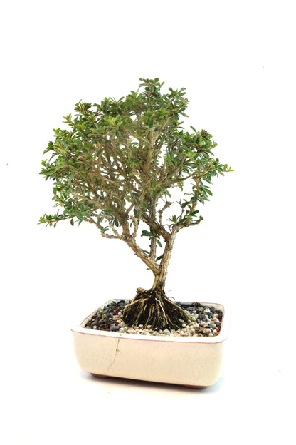 Rare Bahama Berry Bonsai Tree in 6" Ceramic Pot - One of a Kind Bonsai