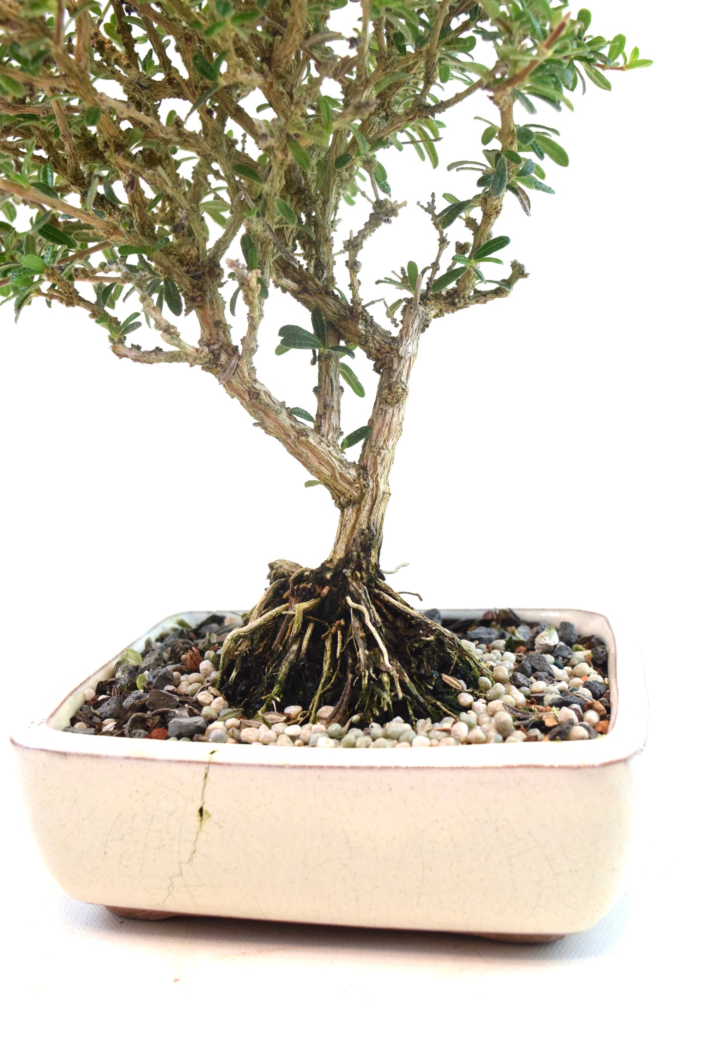 Rare Bahama Berry Bonsai Tree in 6" Ceramic Pot - One of a Kind Bonsai