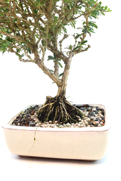 Rare Bahama Berry Bonsai Tree in 6" Ceramic Pot - One of a Kind Bonsai