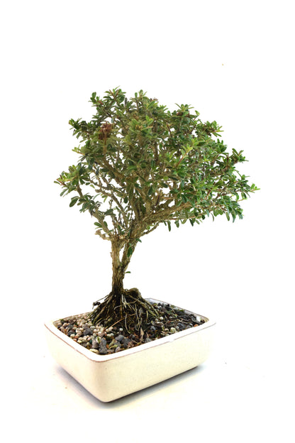 Rare Bahama Berry Bonsai Tree in 6" Ceramic Pot - One of a Kind Bonsai