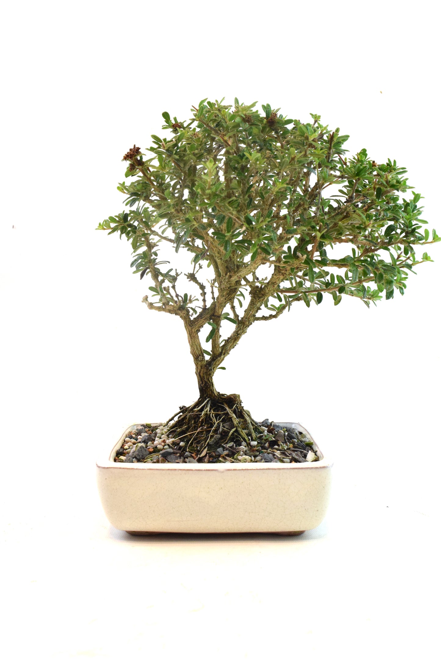 Rare Bahama Berry Bonsai Tree in 6" Ceramic Pot - One of a Kind Bonsai
