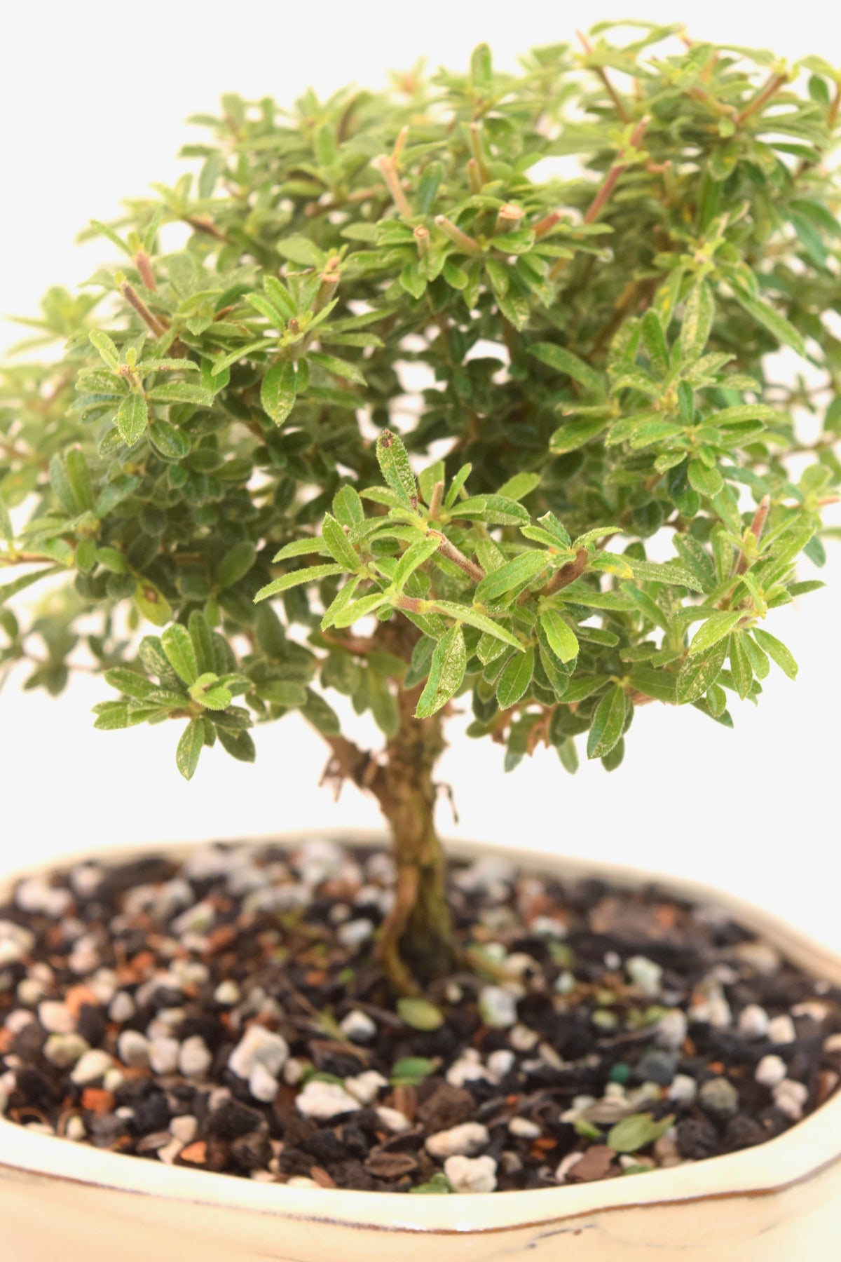 Rare Bahama Berry Bonsai Tree in 7" Ceramic Pot - One of a Kind Bonsai