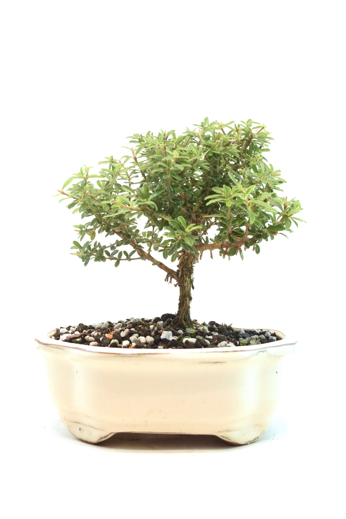 Rare Bahama Berry Bonsai Tree in 7" Ceramic Pot - One of a Kind Bonsai