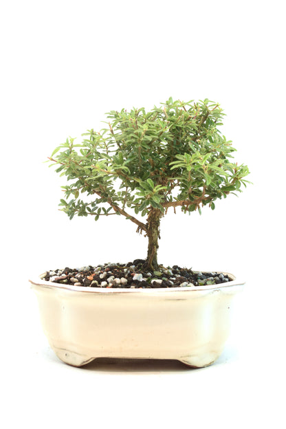 Rare Bahama Berry Bonsai Tree in 7" Ceramic Pot - One of a Kind Bonsai