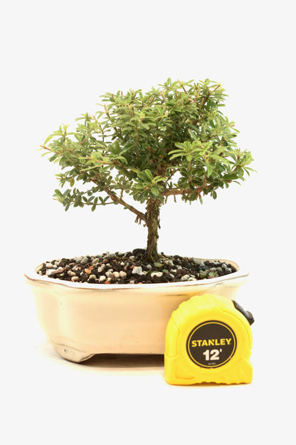 Rare Bahama Berry Bonsai Tree in 7" Ceramic Pot - One of a Kind Bonsai