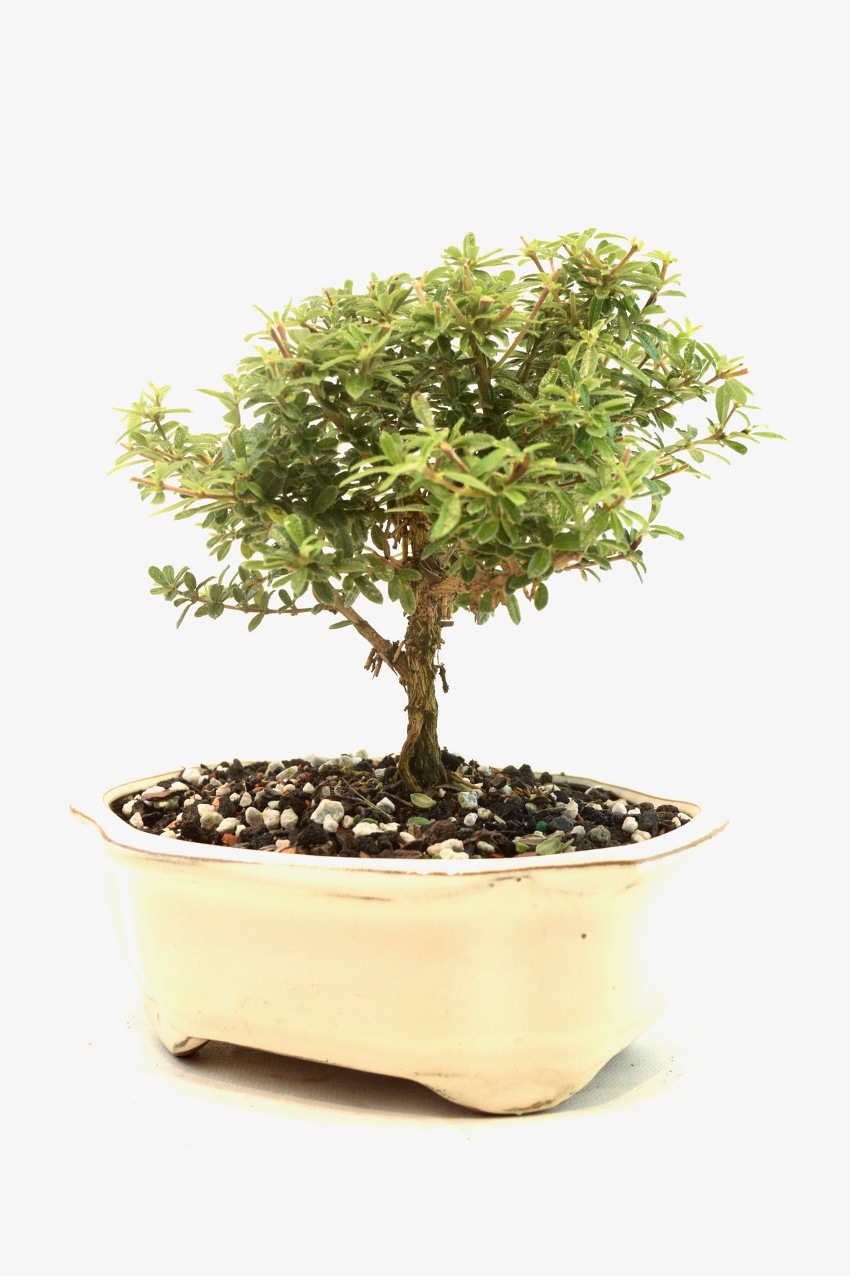 Rare Bahama Berry Bonsai Tree in 7" Ceramic Pot - One of a Kind Bonsai