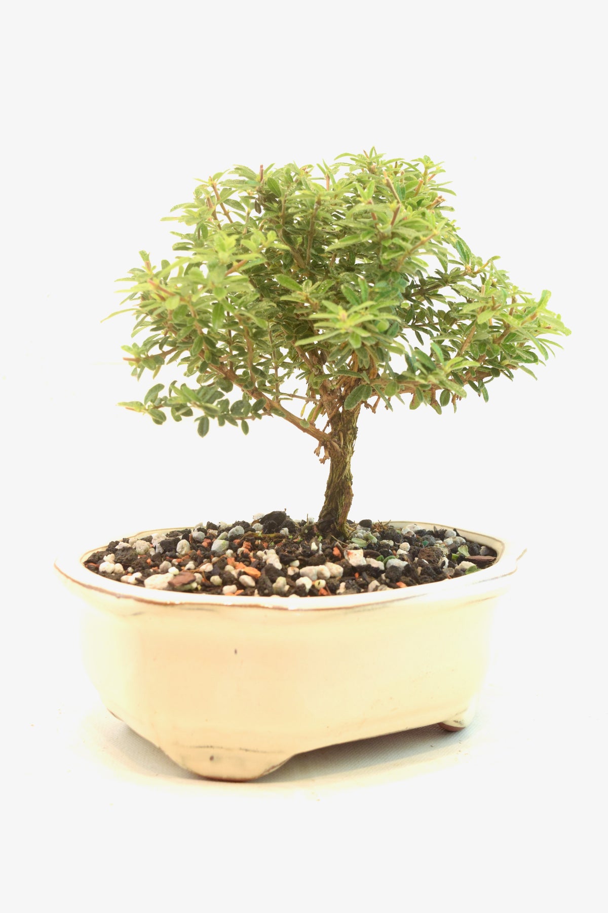 Rare Bahama Berry Bonsai Tree in 7" Ceramic Pot - One of a Kind Bonsai