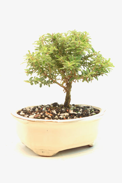 Rare Bahama Berry Bonsai Tree in 7" Ceramic Pot - One of a Kind Bonsai