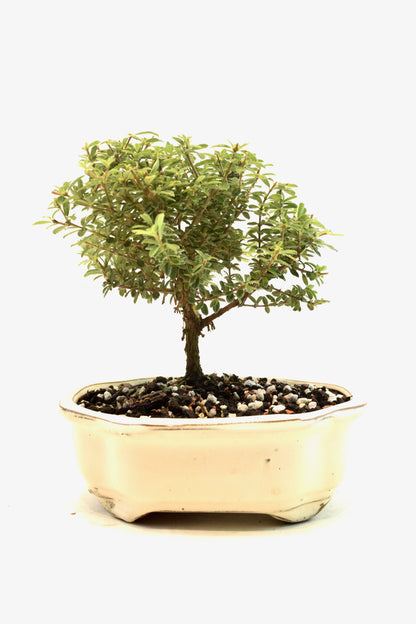 Rare Bahama Berry Bonsai Tree in 7" Ceramic Pot - One of a Kind Bonsai