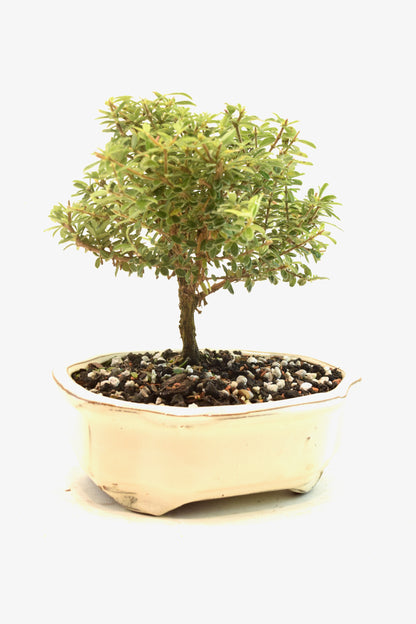 Rare Bahama Berry Bonsai Tree in 7" Ceramic Pot - One of a Kind Bonsai