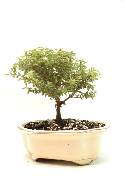 Rare Bahama Berry Bonsai Tree in 7" Ceramic Pot - One of a Kind Bonsai