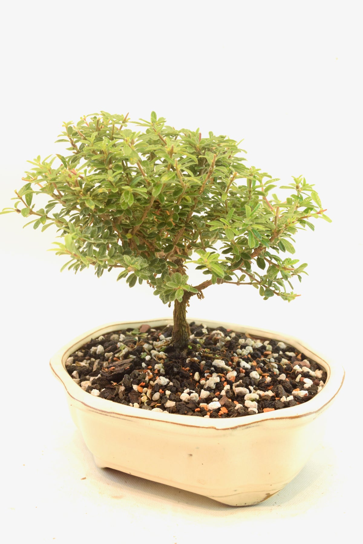 Rare Bahama Berry Bonsai Tree in 7" Ceramic Pot - One of a Kind Bonsai