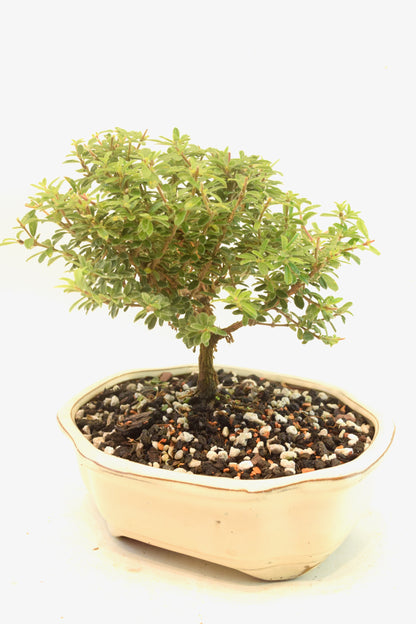 Rare Bahama Berry Bonsai Tree in 7" Ceramic Pot - One of a Kind Bonsai