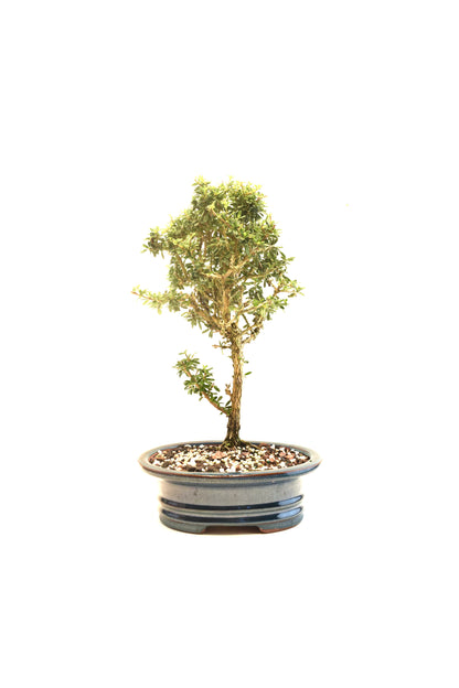 Rare Bahama Berry Bonsai Tree in 8" Ceramic Pot - One of a Kind Bonsai