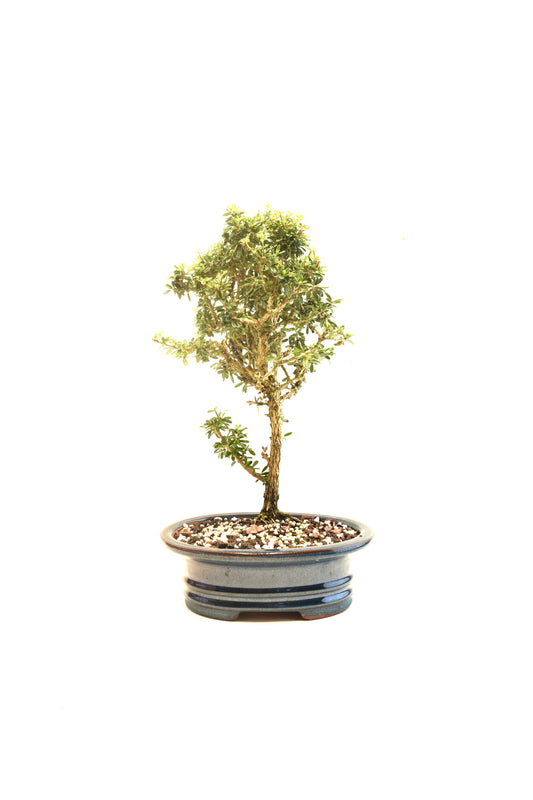 Rare Bahama Berry Bonsai Tree in 8" Ceramic Pot - One of a Kind Bonsai