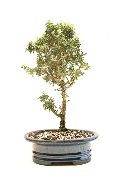 Rare Bahama Berry Bonsai Tree in 8" Ceramic Pot - One of a Kind Bonsai
