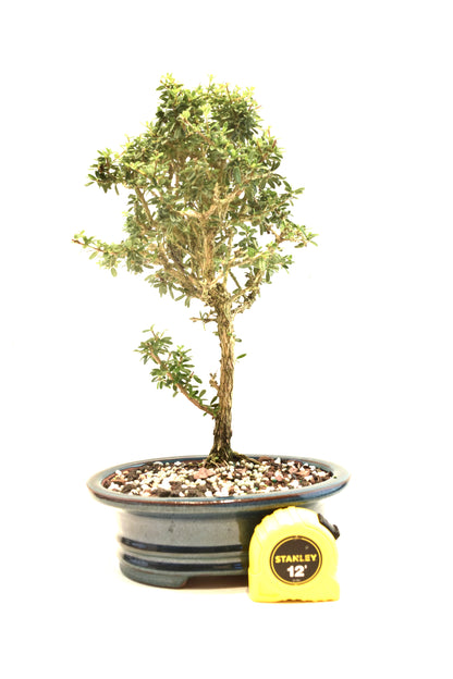 Rare Bahama Berry Bonsai Tree in 8" Ceramic Pot - One of a Kind Bonsai