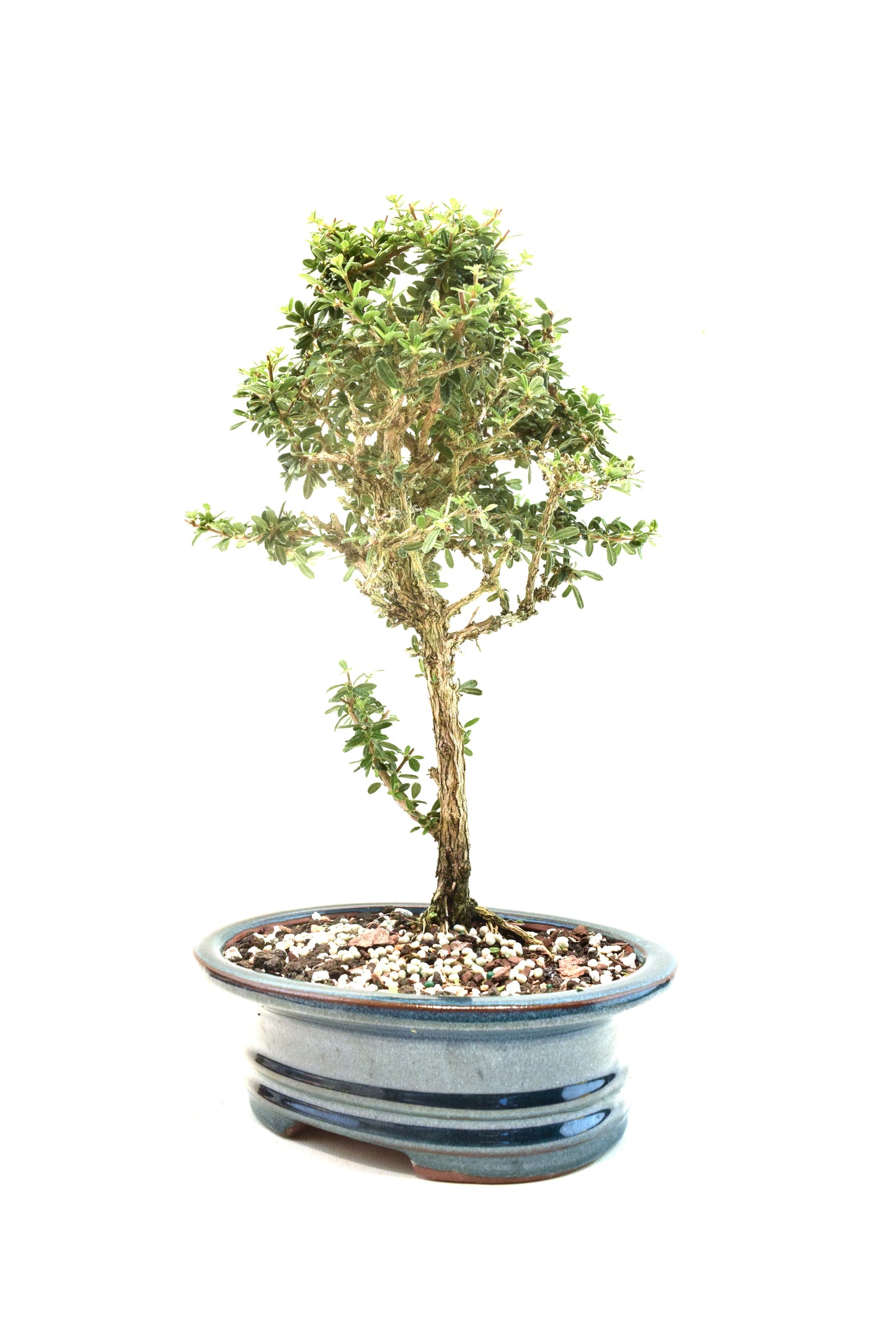 Rare Bahama Berry Bonsai Tree in 8" Ceramic Pot - One of a Kind Bonsai