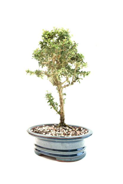 Rare Bahama Berry Bonsai Tree in 8" Ceramic Pot - One of a Kind Bonsai