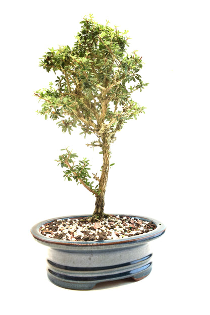 Rare Bahama Berry Bonsai Tree in 8" Ceramic Pot - One of a Kind Bonsai