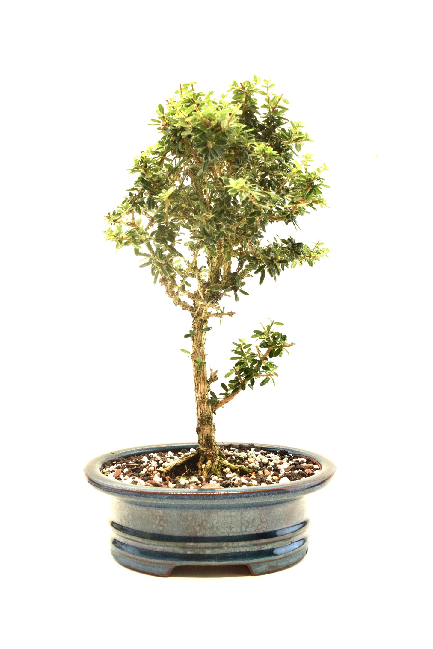Rare Bahama Berry Bonsai Tree in 8" Ceramic Pot - One of a Kind Bonsai
