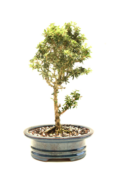 Rare Bahama Berry Bonsai Tree in 8" Ceramic Pot - One of a Kind Bonsai