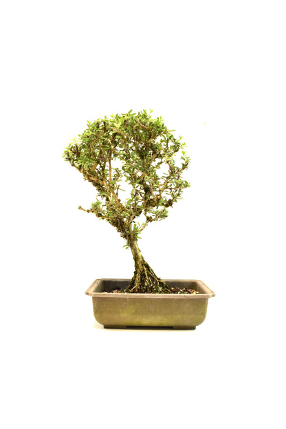 Rare Bahama Berry Bonsai Tree in 8" Training Pot - One of a Kind Bonsai