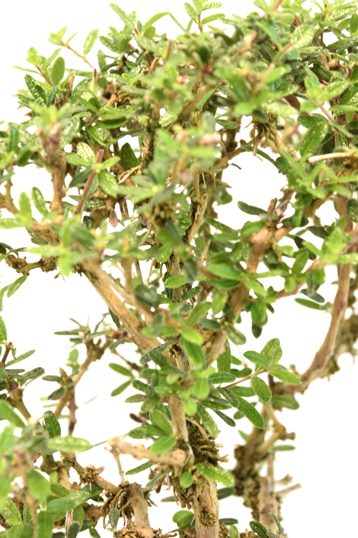 Rare Bahama Berry Bonsai Tree in 8" Training Pot - One of a Kind Bonsai