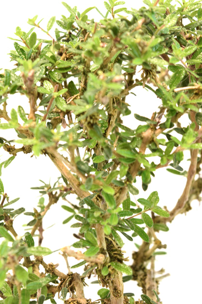 Rare Bahama Berry Bonsai Tree in 8" Training Pot - One of a Kind Bonsai