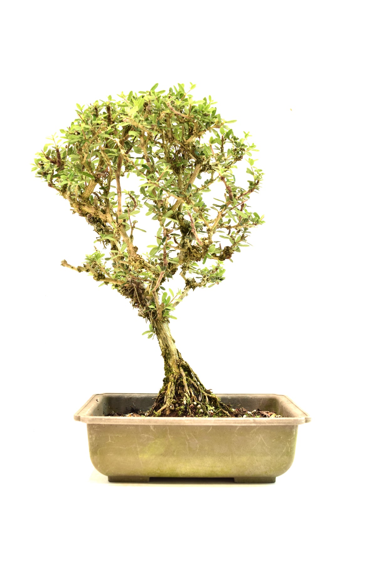 Rare Bahama Berry Bonsai Tree in 8" Training Pot - One of a Kind Bonsai