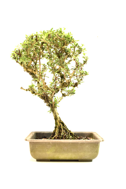 Rare Bahama Berry Bonsai Tree in 8" Training Pot - One of a Kind Bonsai