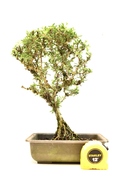 Rare Bahama Berry Bonsai Tree in 8" Training Pot - One of a Kind Bonsai