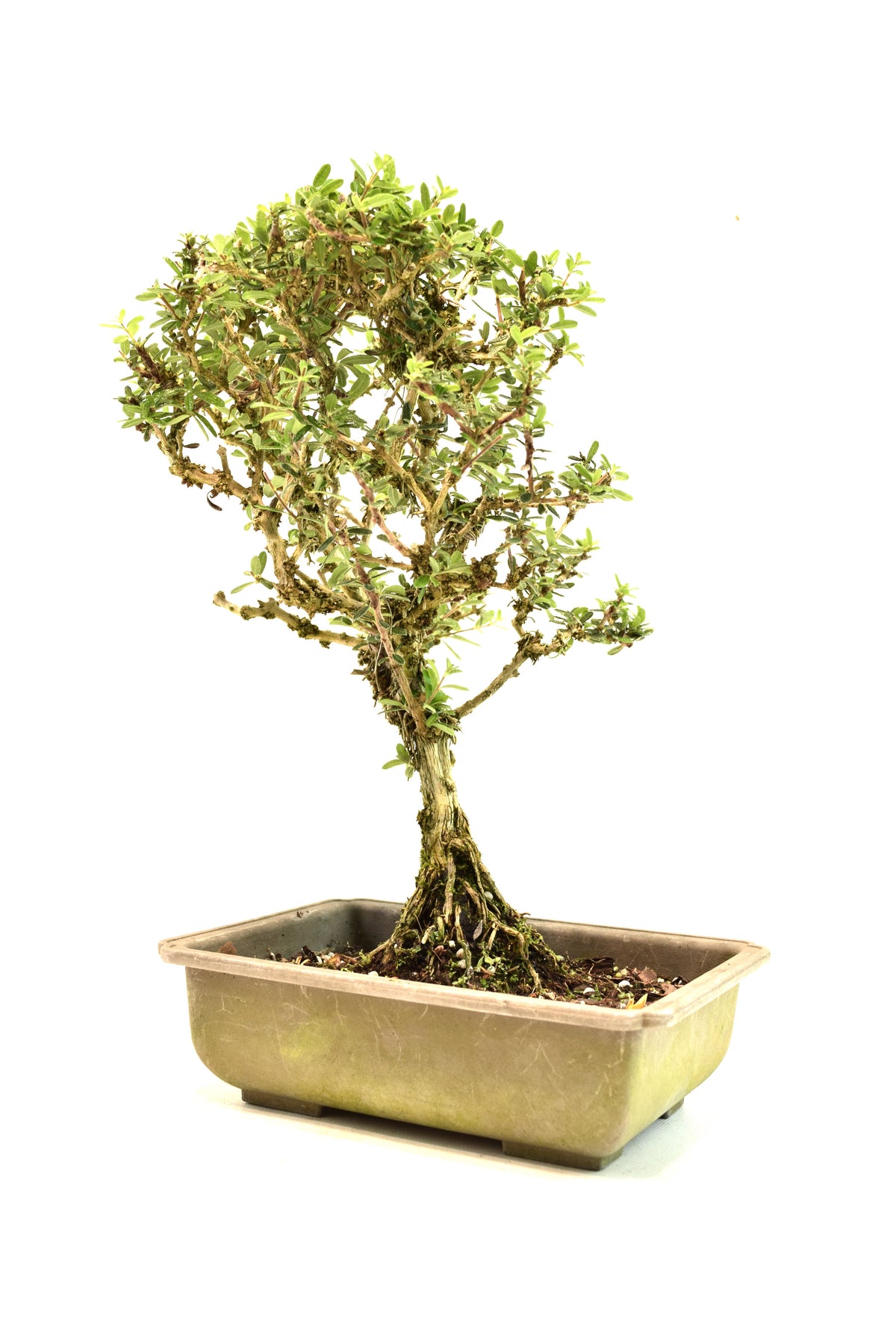 Rare Bahama Berry Bonsai Tree in 8" Training Pot - One of a Kind Bonsai