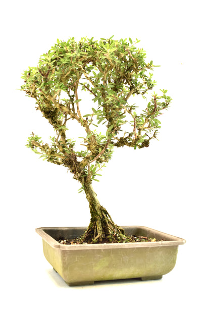 Rare Bahama Berry Bonsai Tree in 8" Training Pot - One of a Kind Bonsai