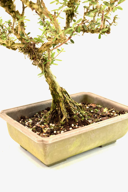 Rare Bahama Berry Bonsai Tree in 8" Training Pot - One of a Kind Bonsai