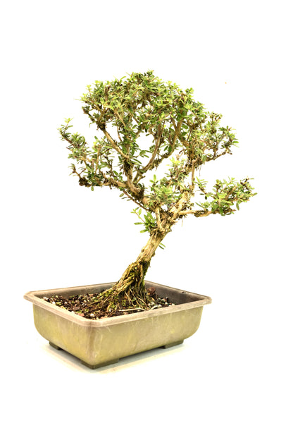 Rare Bahama Berry Bonsai Tree in 8" Training Pot - One of a Kind Bonsai