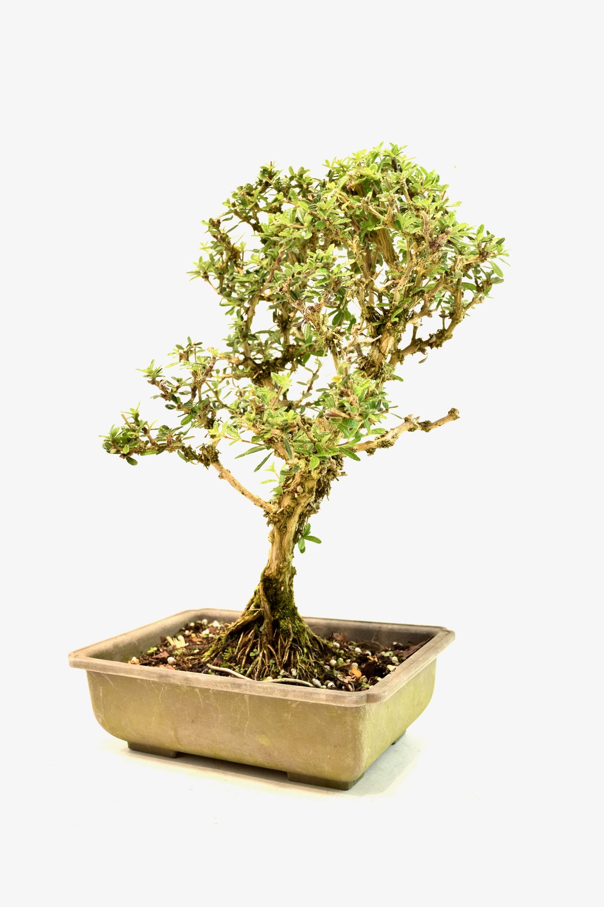 Rare Bahama Berry Bonsai Tree in 8" Training Pot - One of a Kind Bonsai
