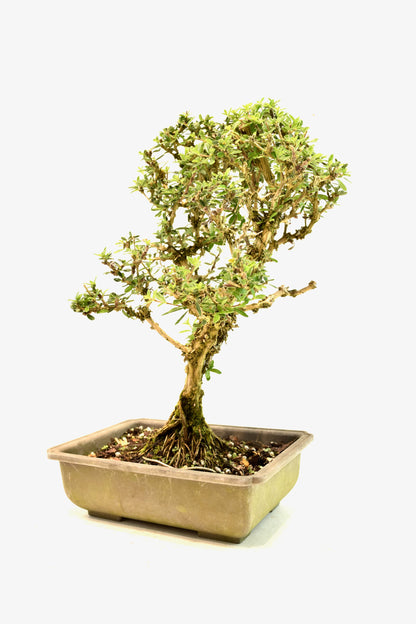 Rare Bahama Berry Bonsai Tree in 8" Training Pot - One of a Kind Bonsai