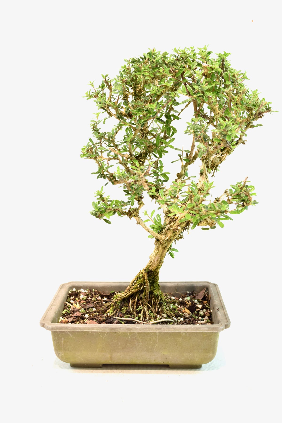 Rare Bahama Berry Bonsai Tree in 8" Training Pot - One of a Kind Bonsai