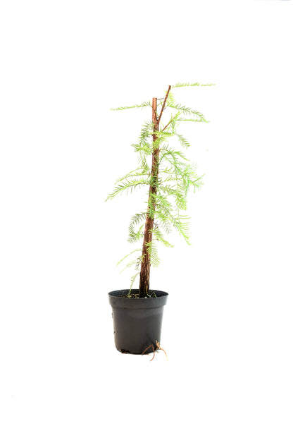 Bald Cypress in 4" Pot - Pre Bonsai