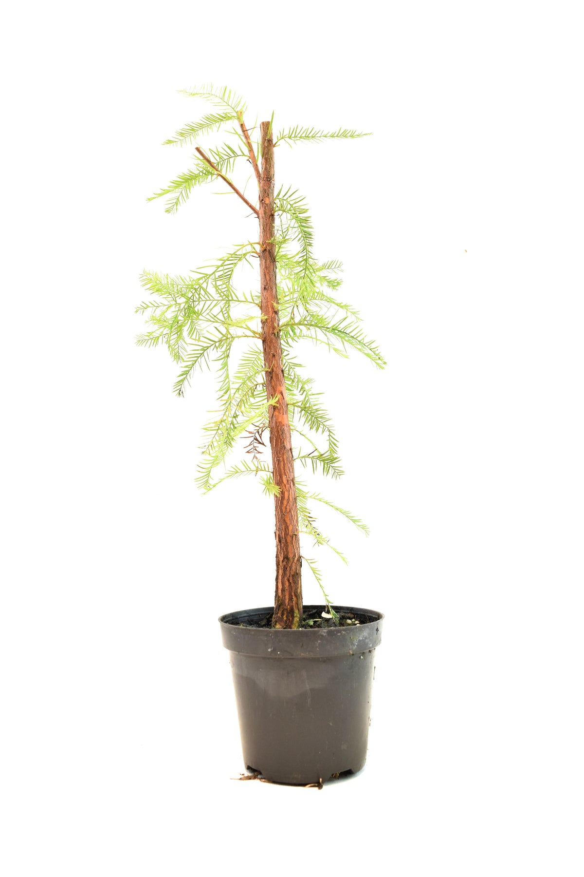 Bald Cypress in 4" Pot - Pre Bonsai