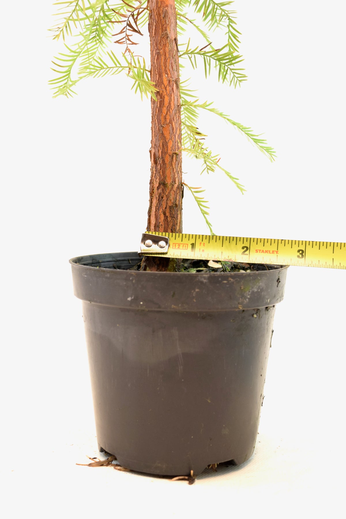Bald Cypress in 4" Pot - Pre Bonsai